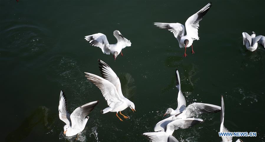 CHINA-GANSU-YONGJING-BIRDS (CN)