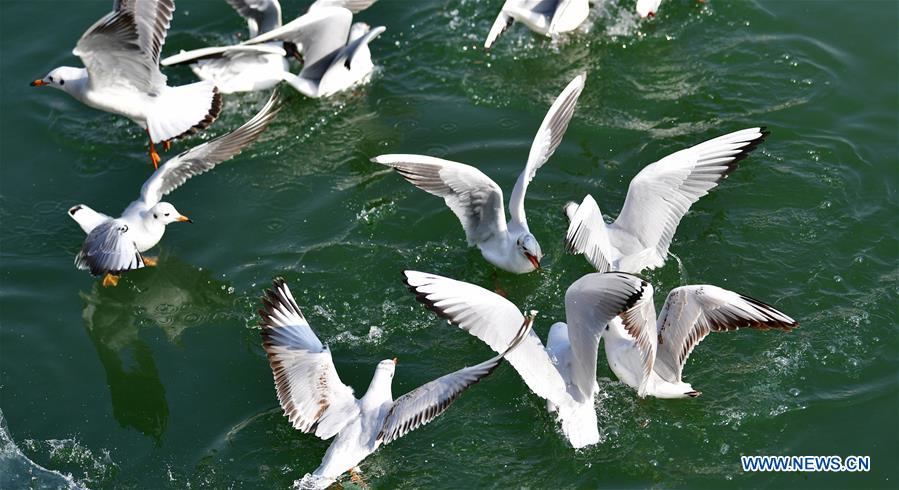 CHINA-GANSU-YONGJING-BIRDS (CN)