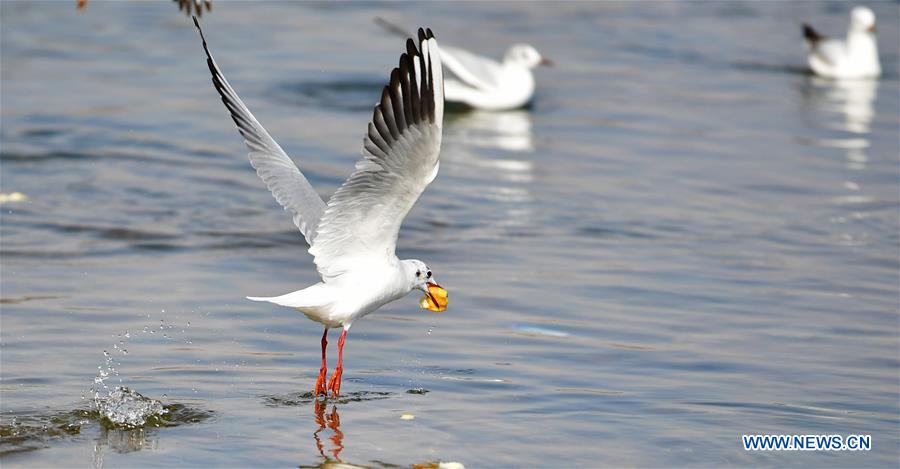CHINA-GANSU-YONGJING-BIRDS (CN)
