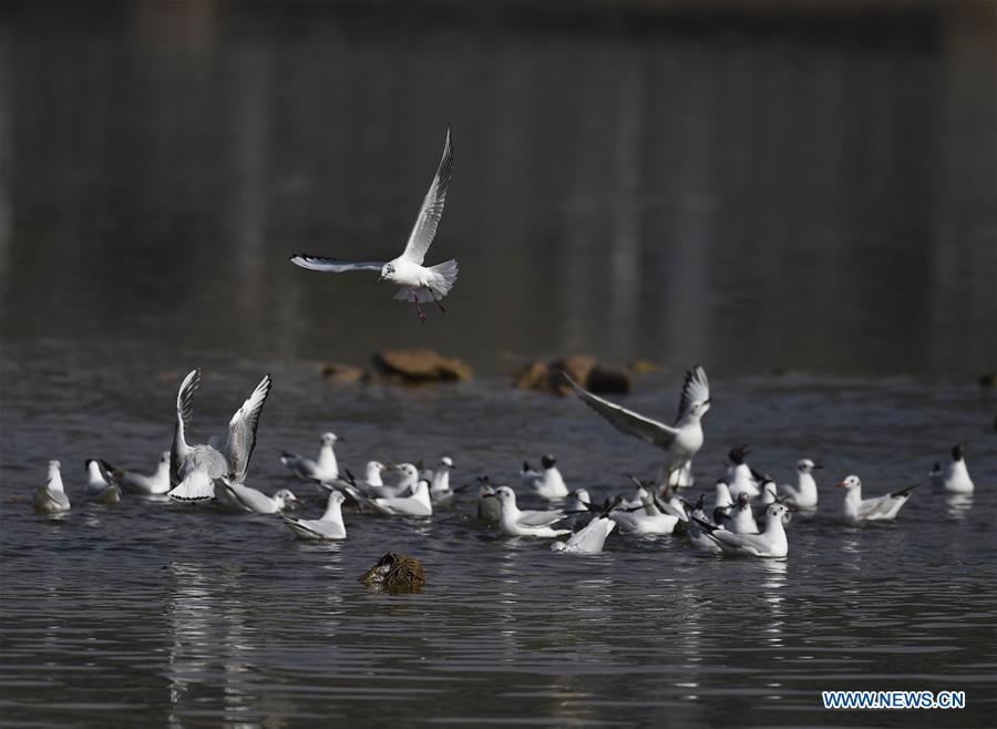 CHINA-GANSU-YONGJING-BIRDS (CN)