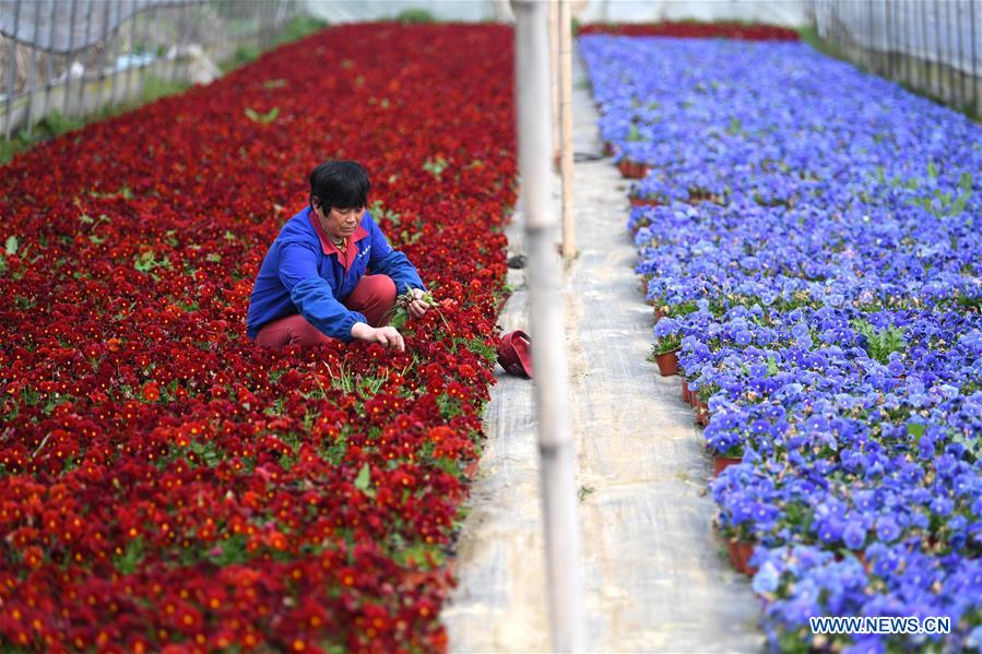 CHINA-ANHUI-AGRICULTURE-FLOWER CULTIVATION (CN)