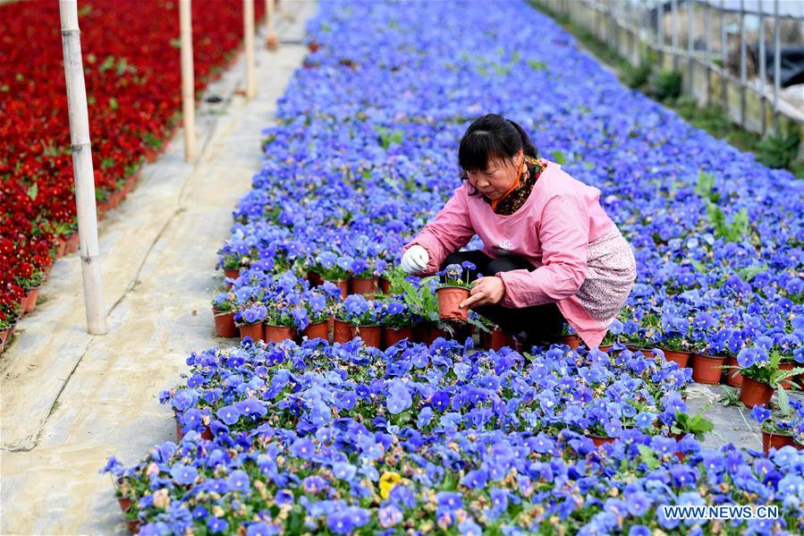 CHINA-ANHUI-AGRICULTURE-FLOWER CULTIVATION (CN)