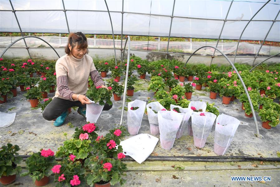 CHINA-ANHUI-AGRICULTURE-FLOWER CULTIVATION (CN)