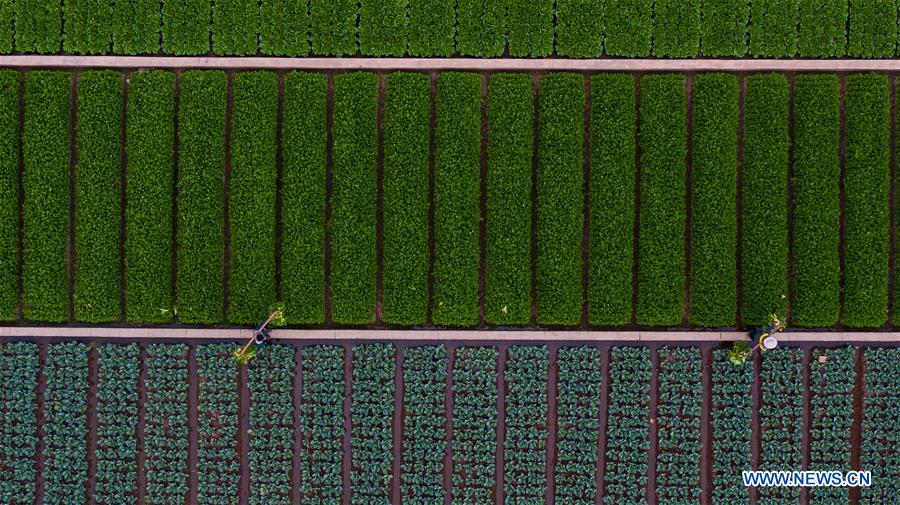 CHINA-YUNNAN-FARM WORK (CN)