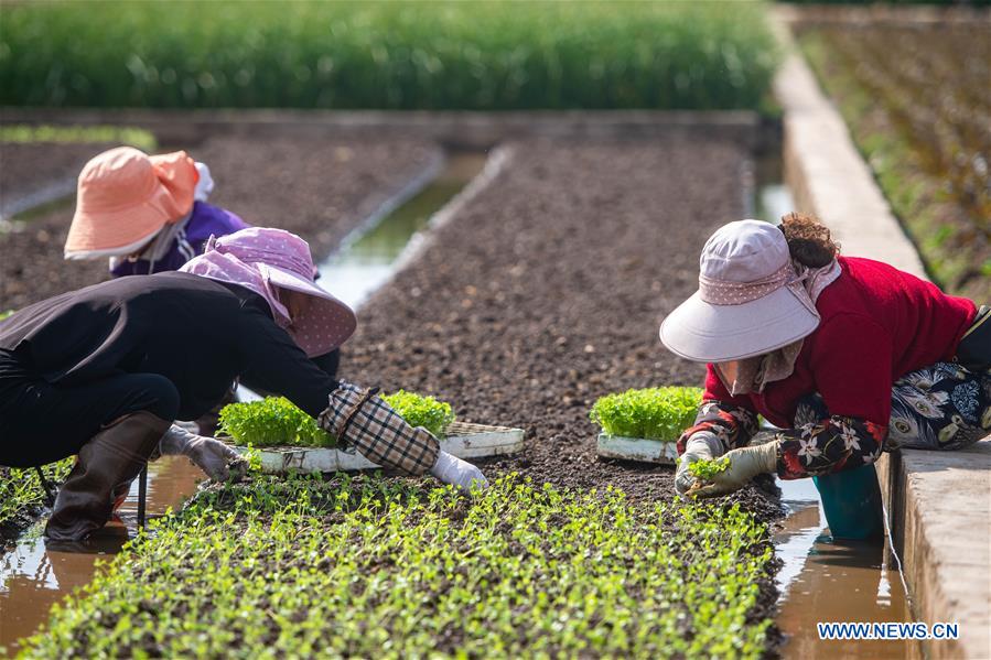 CHINA-YUNNAN-FARM WORK (CN)