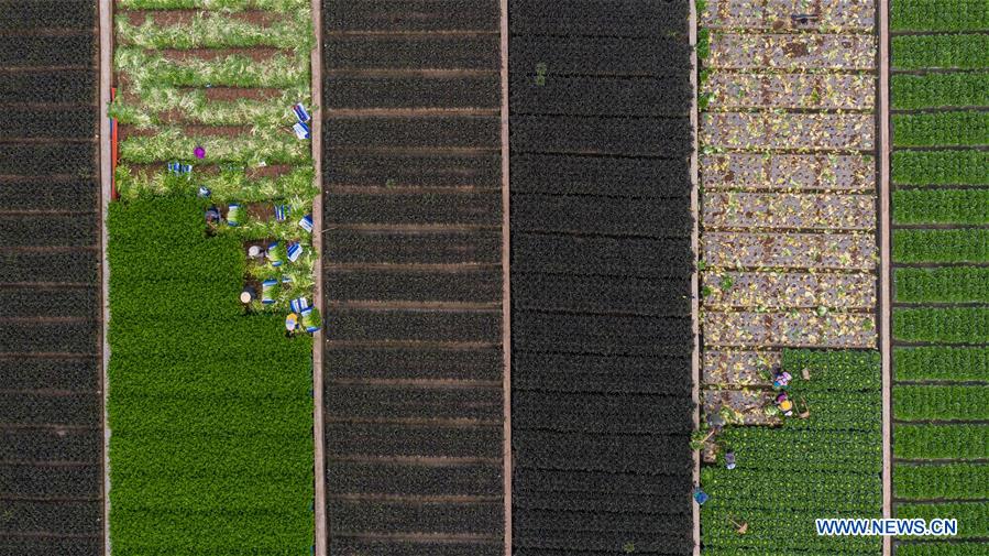 CHINA-YUNNAN-FARM WORK (CN)