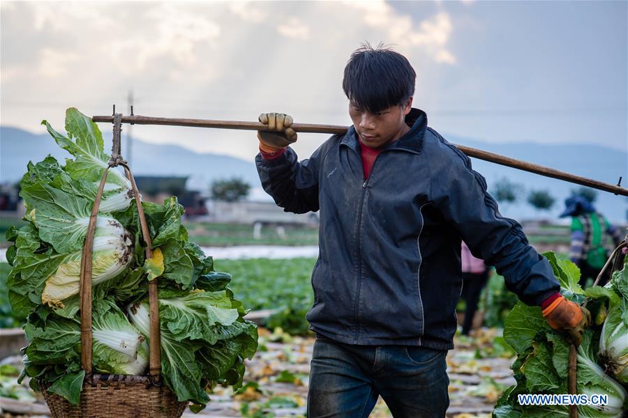 CHINA-YUNNAN-FARM WORK (CN)