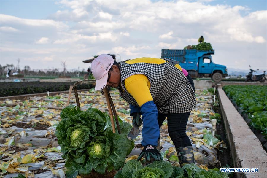 CHINA-YUNNAN-FARM WORK (CN)