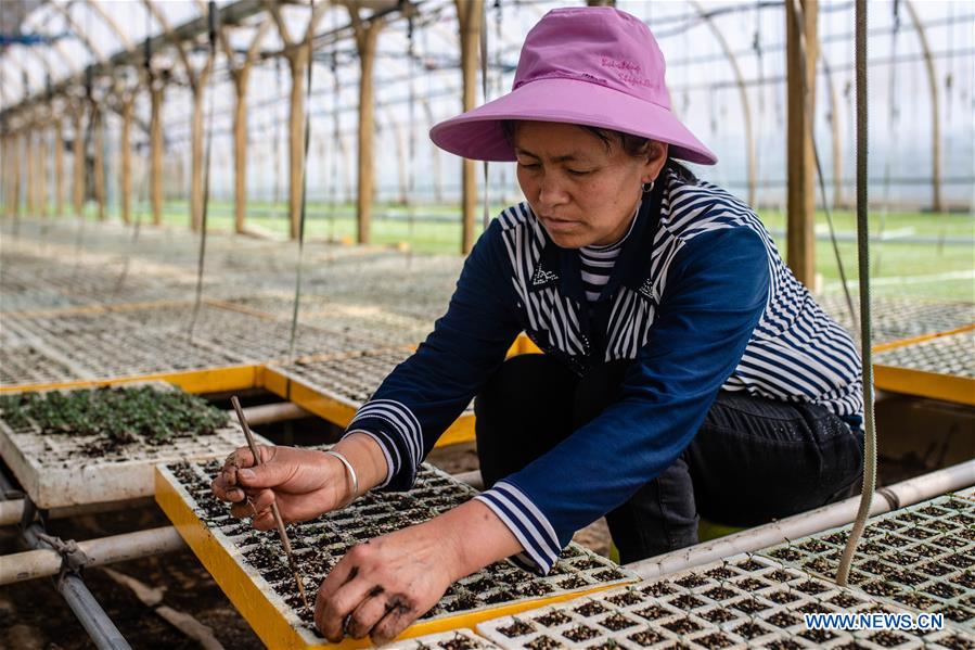 CHINA-YUNNAN-FARM WORK (CN)