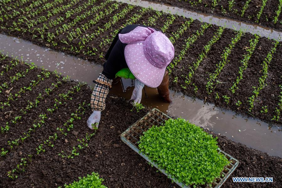 CHINA-YUNNAN-FARM WORK (CN)