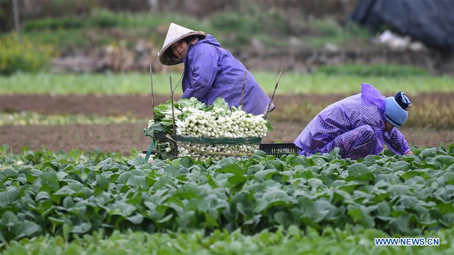 CHINA-GUANGXI-SPRING FARMING (CN)