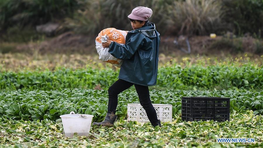 CHINA-GUANGXI-SPRING FARMING (CN)