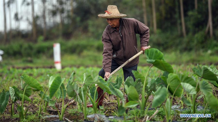 CHINA-GUANGXI-SPRING FARMING (CN)