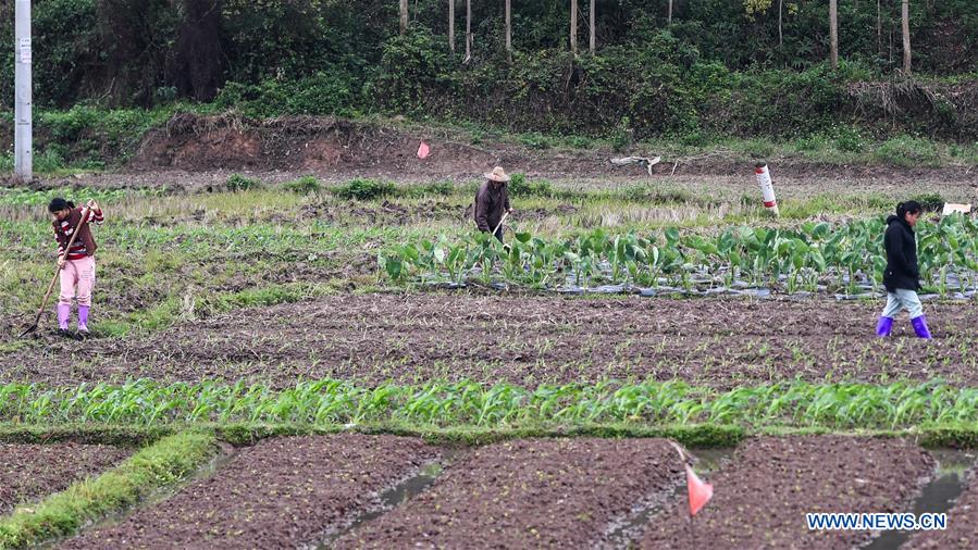 CHINA-GUANGXI-SPRING FARMING (CN)