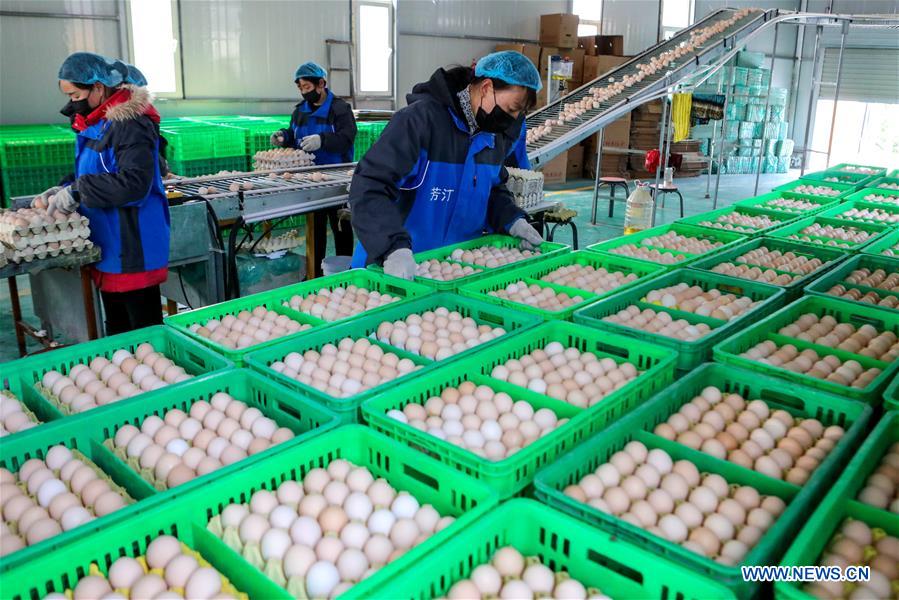 CHINA-HEBEI-LIVESTOCK AND POULTRY-PRODUCTION (CN)