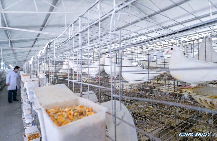 CHINA-HEBEI-LIVESTOCK AND POULTRY-PRODUCTION (CN)
