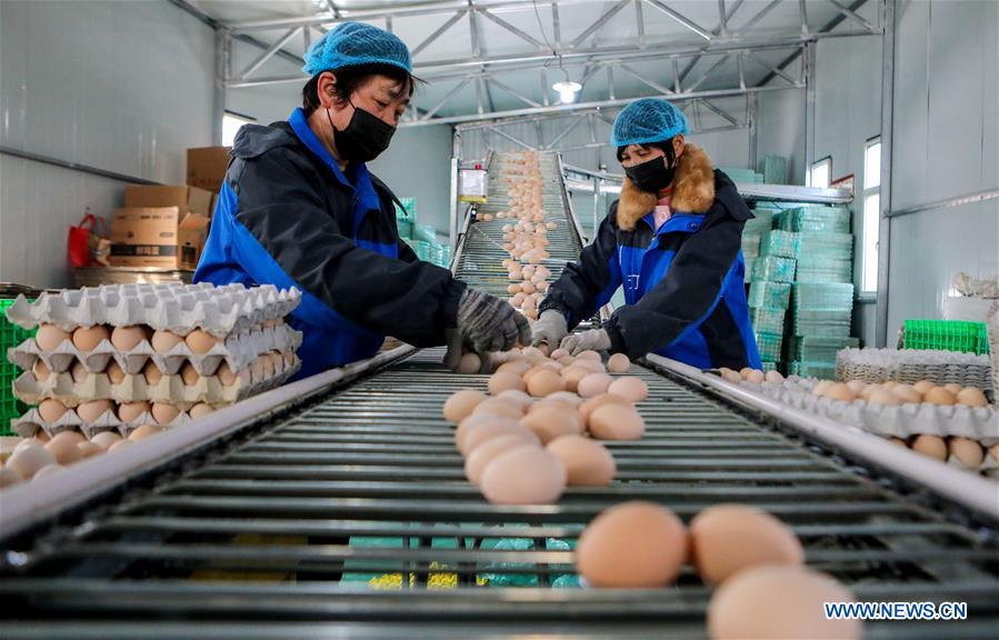 CHINA-HEBEI-LIVESTOCK AND POULTRY-PRODUCTION (CN)