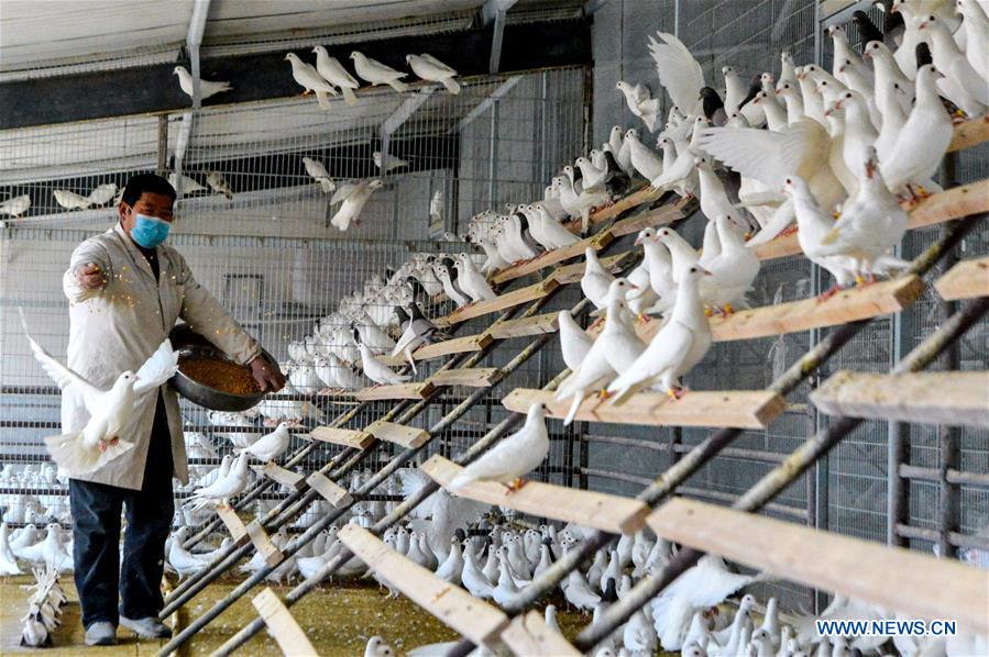 CHINA-HEBEI-LIVESTOCK AND POULTRY-PRODUCTION (CN)