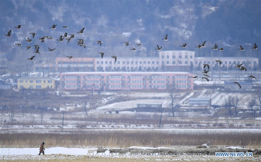 CHINA-JILIN-MIGRATORY BIRDS-JINGXIN WETLAND (CN)
