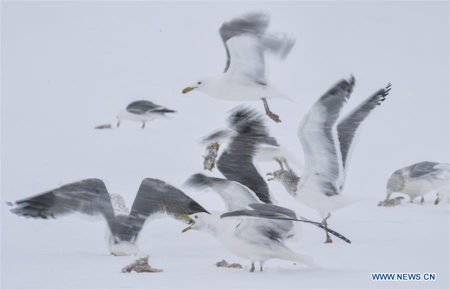 CHINA-JILIN-MIGRATORY BIRDS-JINGXIN WETLAND (CN)