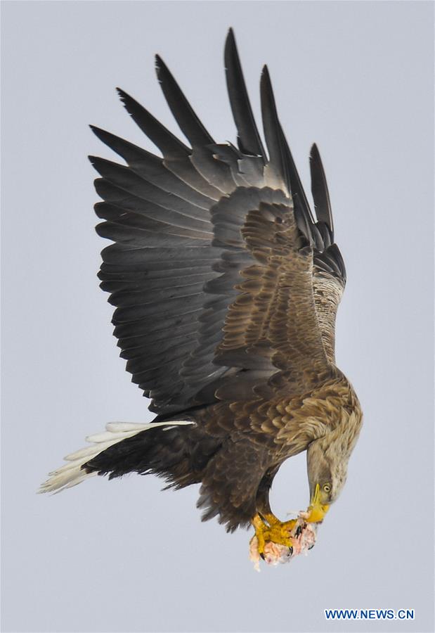 CHINA-JILIN-MIGRATORY BIRDS-JINGXIN WETLAND (CN)