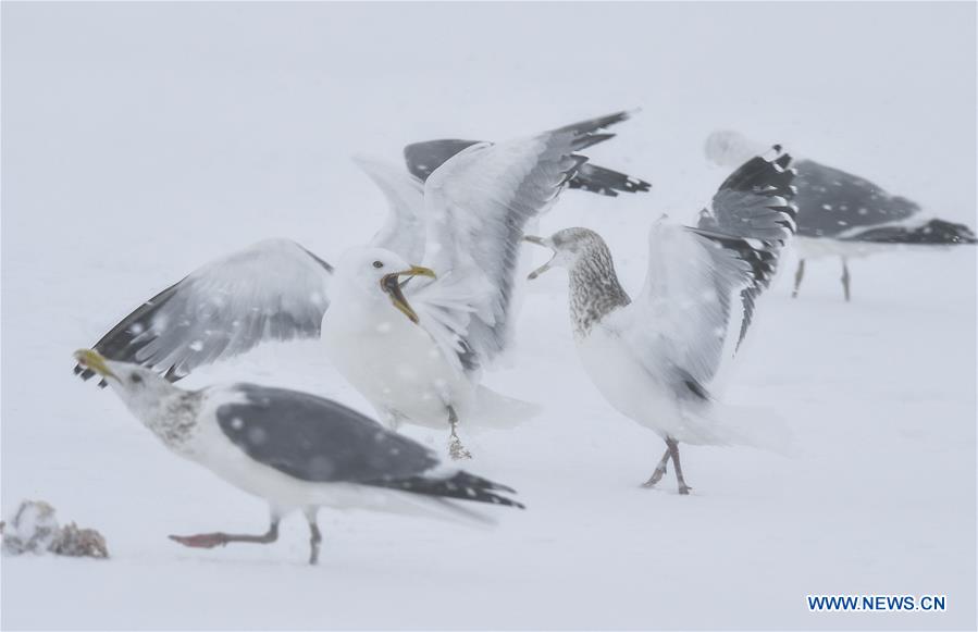CHINA-JILIN-MIGRATORY BIRDS-JINGXIN WETLAND (CN)
