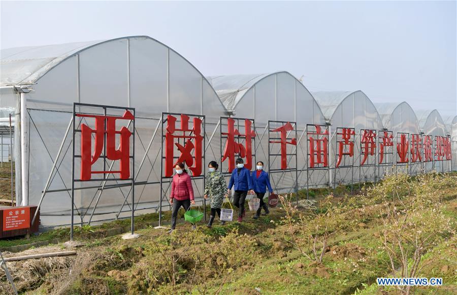 CHINA-JIANGXI-POVERTY ALLEVIATION-ASPARAGUS PLANTING (CN)