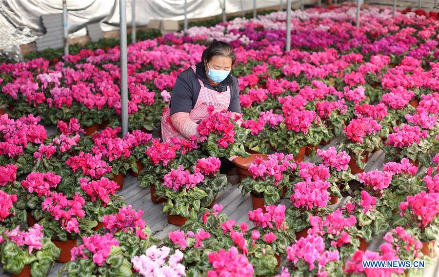 CHINA-HEBEI-HENGSHUI-GREENHOUSE AGRICULTURE (CN)