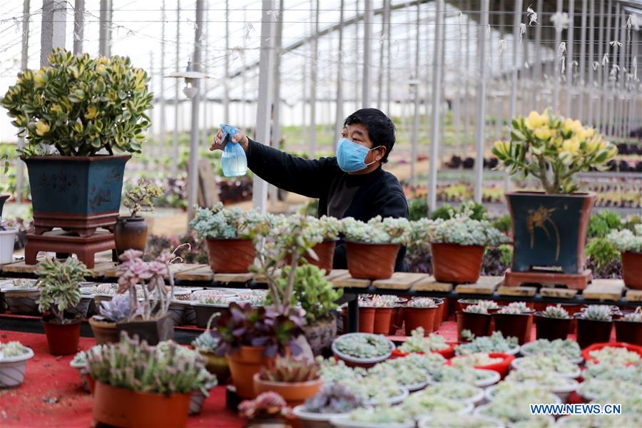 CHINA-HEBEI-HENGSHUI-GREENHOUSE AGRICULTURE (CN)