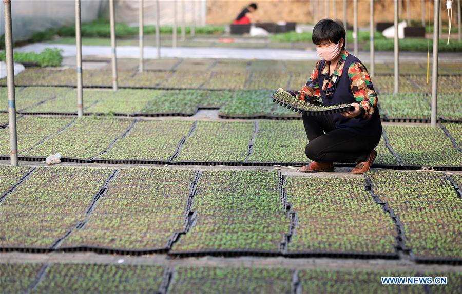 CHINA-HEBEI-HENGSHUI-GREENHOUSE AGRICULTURE (CN)