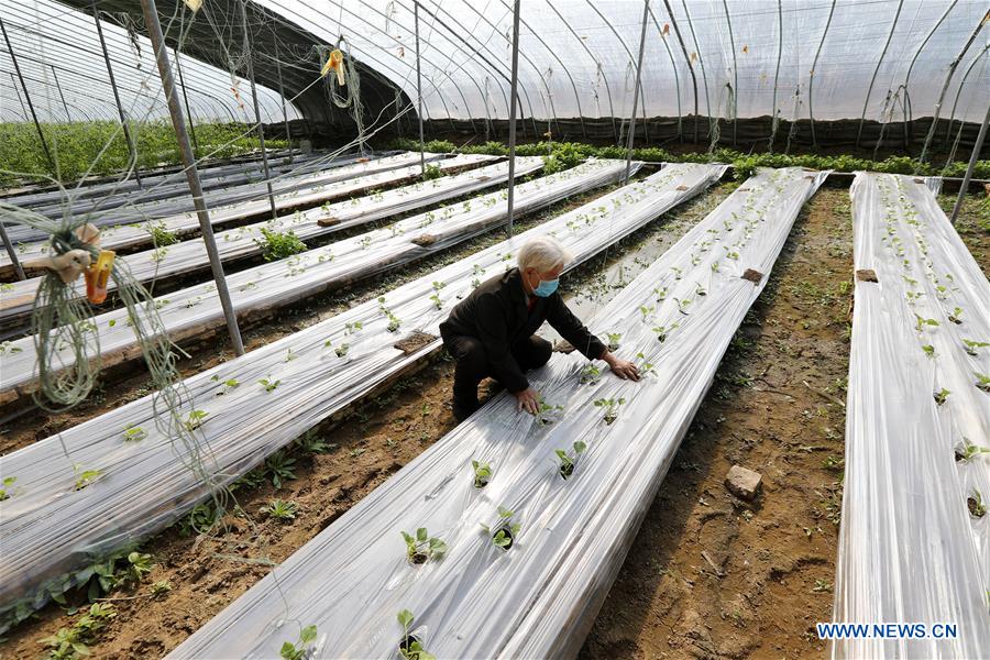 CHINA-HEBEI-HENGSHUI-GREENHOUSE AGRICULTURE (CN)