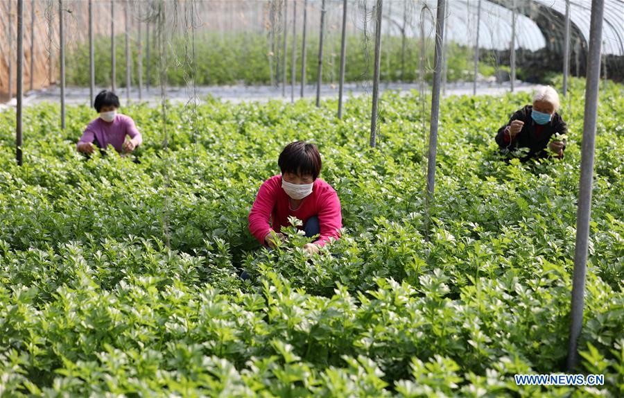 CHINA-HEBEI-HENGSHUI-GREENHOUSE AGRICULTURE (CN)