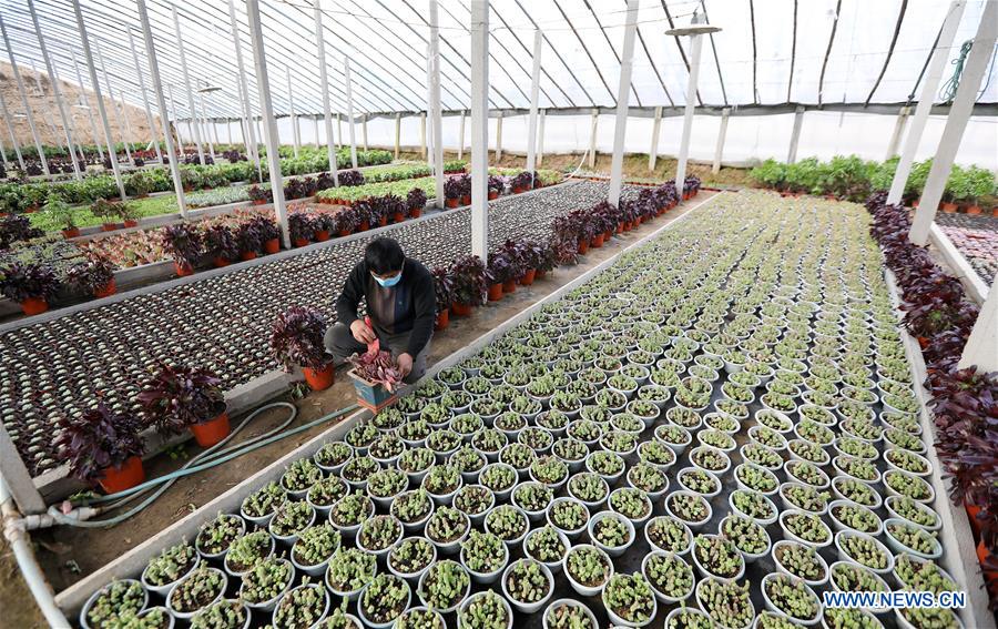 CHINA-HEBEI-HENGSHUI-GREENHOUSE AGRICULTURE (CN)