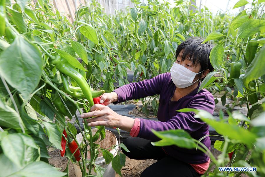 CHINA-HEBEI-HENGSHUI-GREENHOUSE AGRICULTURE (CN)