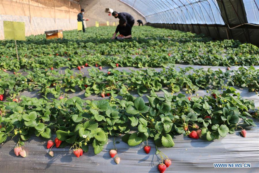 #CHINA-EARLY SPRING-FARMING (CN)