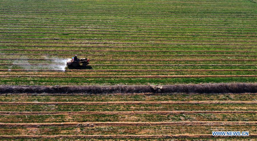 #CHINA-EARLY SPRING-FARMING (CN)