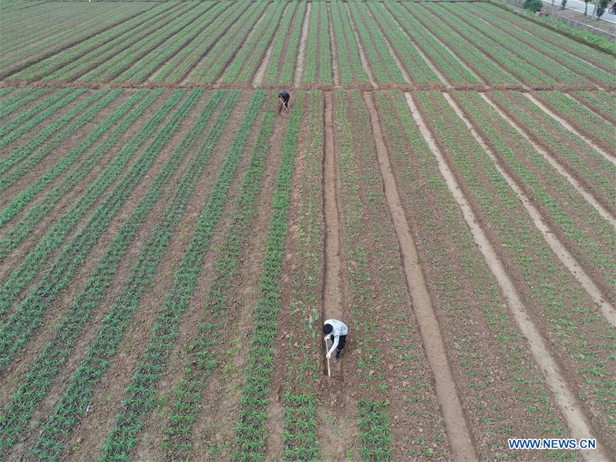 CHINA-HUNAN-FARMING (CN)