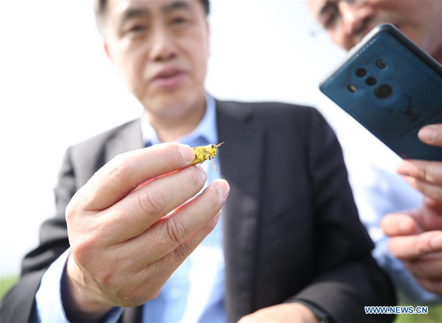 PAKISTAN-ISLAMABAD-LOCUST-CHINESE EXPERTS