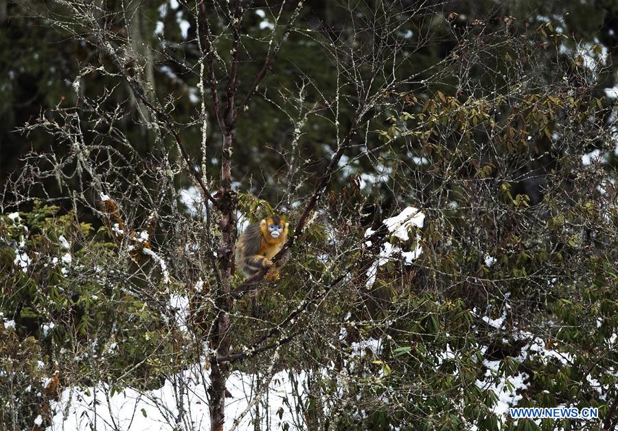 CHINA-SICHUAN-BAOXING COUNTY-GOLDEN SNUB-NOSED MONKEY (CN)