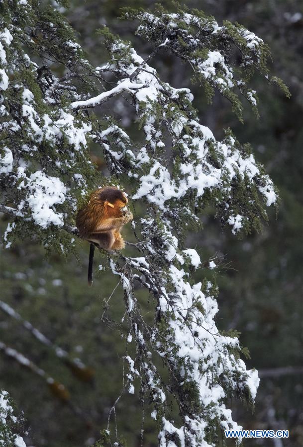 CHINA-SICHUAN-BAOXING COUNTY-GOLDEN SNUB-NOSED MONKEY (CN)