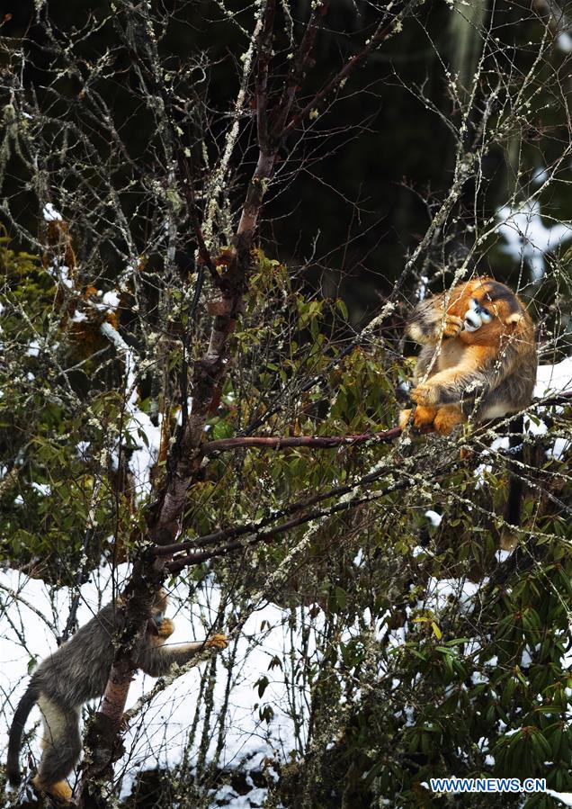 CHINA-SICHUAN-BAOXING COUNTY-GOLDEN SNUB-NOSED MONKEY (CN)