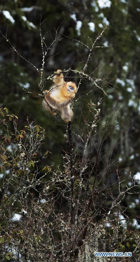 CHINA-SICHUAN-BAOXING COUNTY-GOLDEN SNUB-NOSED MONKEY (CN)