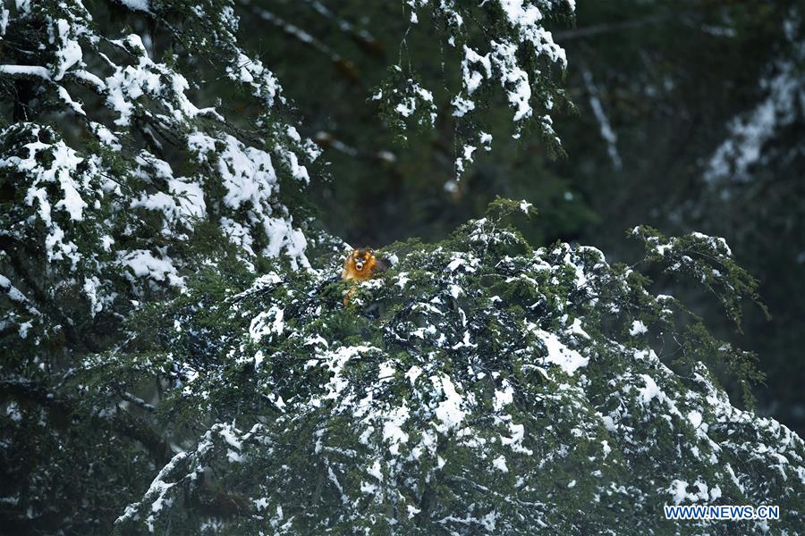 CHINA-SICHUAN-BAOXING COUNTY-GOLDEN SNUB-NOSED MONKEY (CN)