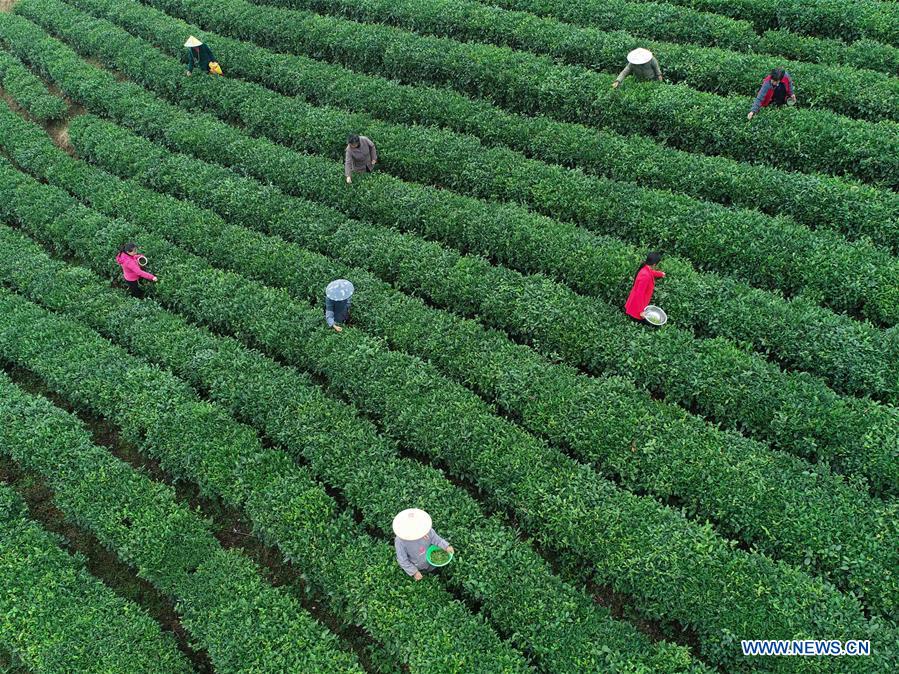 CHINA-GUIZHOU-DANZHAI COUNTY-TEA PRODUCTION-POVERTY ALLEVIATION (CN)