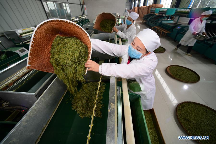 CHINA-GUIZHOU-DANZHAI COUNTY-TEA PRODUCTION-POVERTY ALLEVIATION (CN)