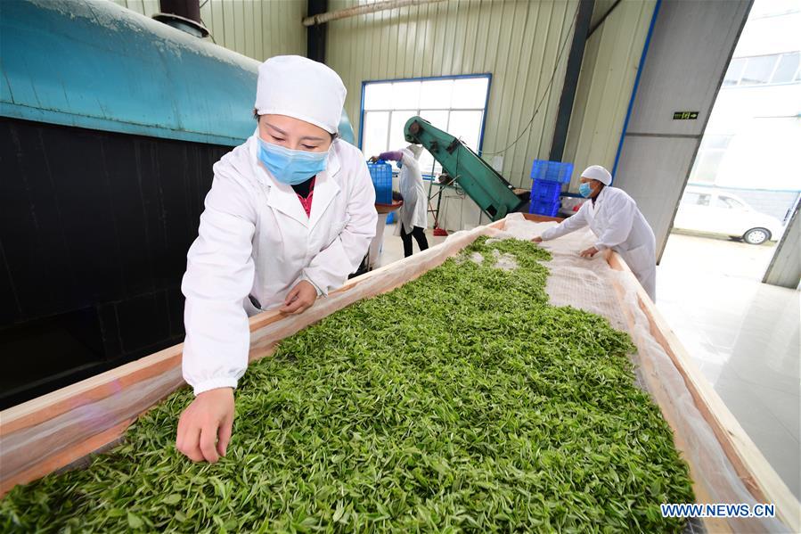 CHINA-GUIZHOU-DANZHAI COUNTY-TEA PRODUCTION-POVERTY ALLEVIATION (CN)