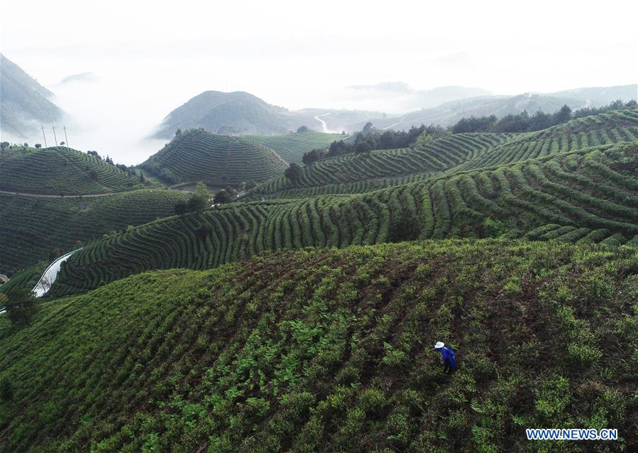 CHINA-GUIZHOU-DANZHAI COUNTY-TEA PRODUCTION-POVERTY ALLEVIATION (CN)