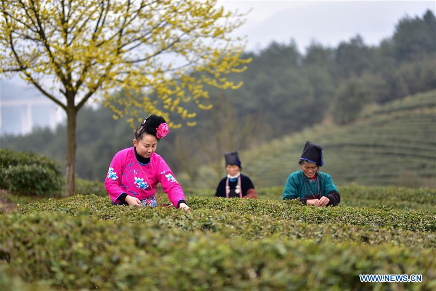 CHINA-GUIZHOU-DANZHAI COUNTY-TEA PRODUCTION-POVERTY ALLEVIATION (CN)