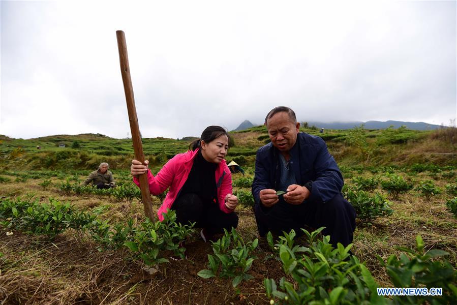CHINA-GUIZHOU-DANZHAI COUNTY-TEA PRODUCTION-POVERTY ALLEVIATION (CN)