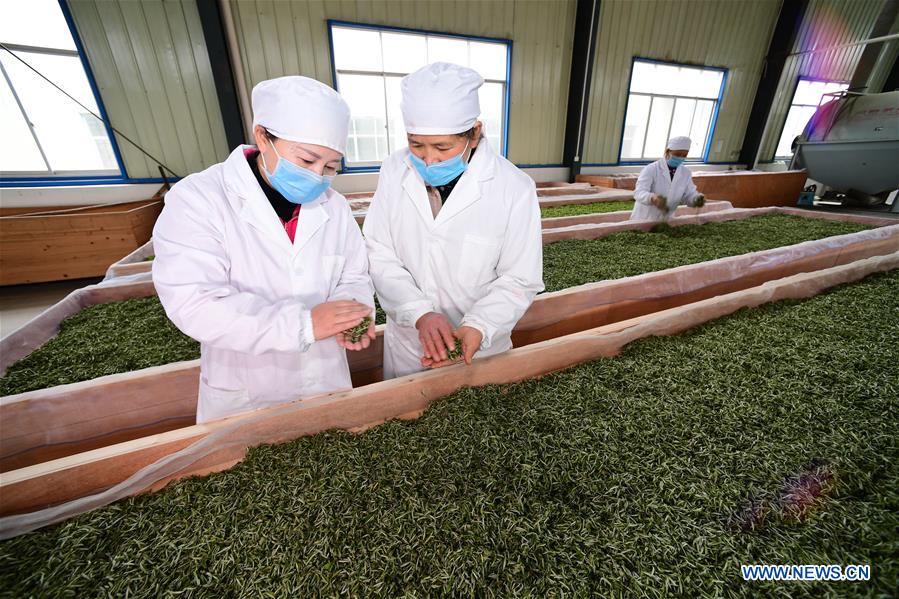 CHINA-GUIZHOU-DANZHAI COUNTY-TEA PRODUCTION-POVERTY ALLEVIATION (CN)